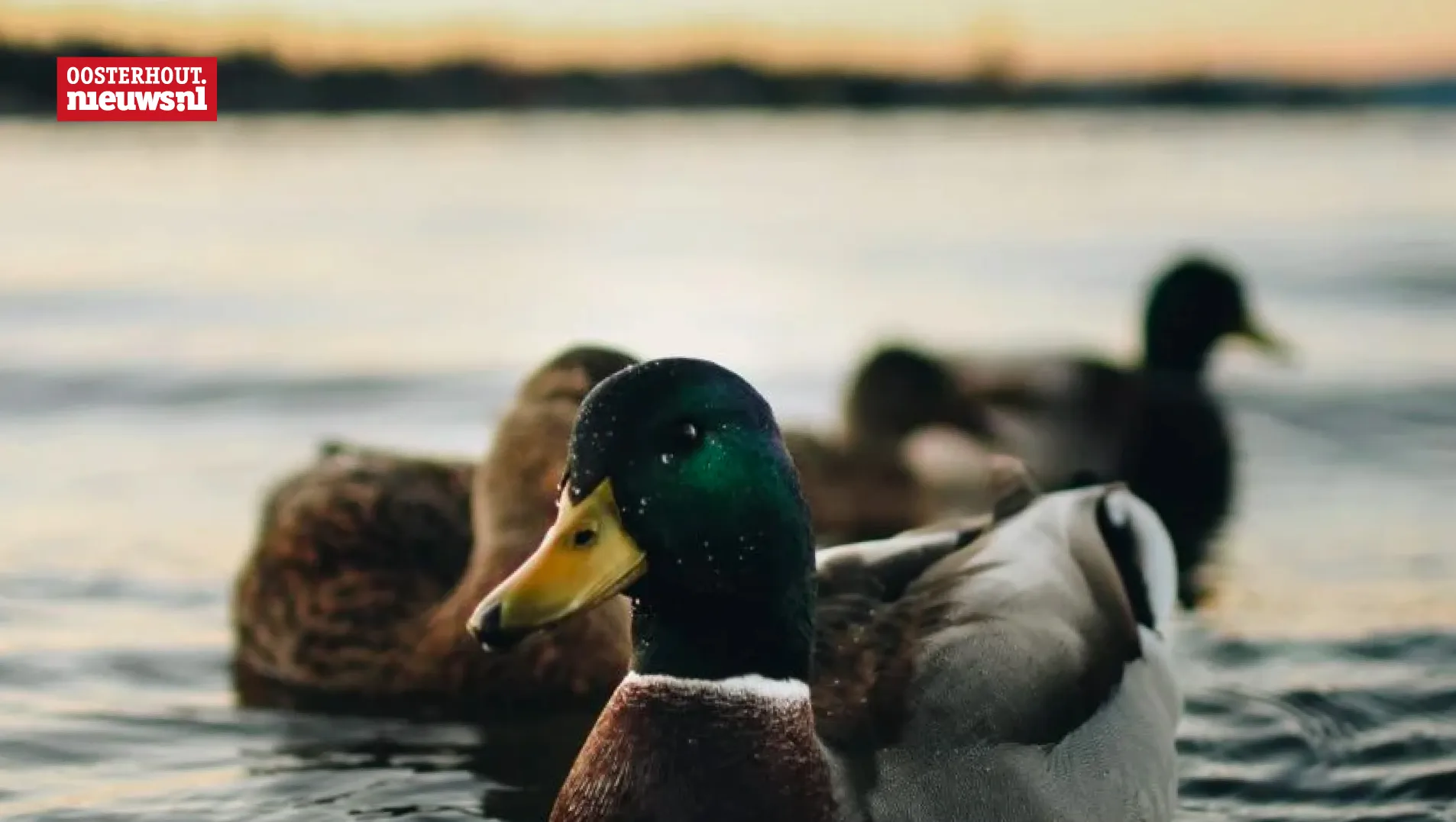 eenden