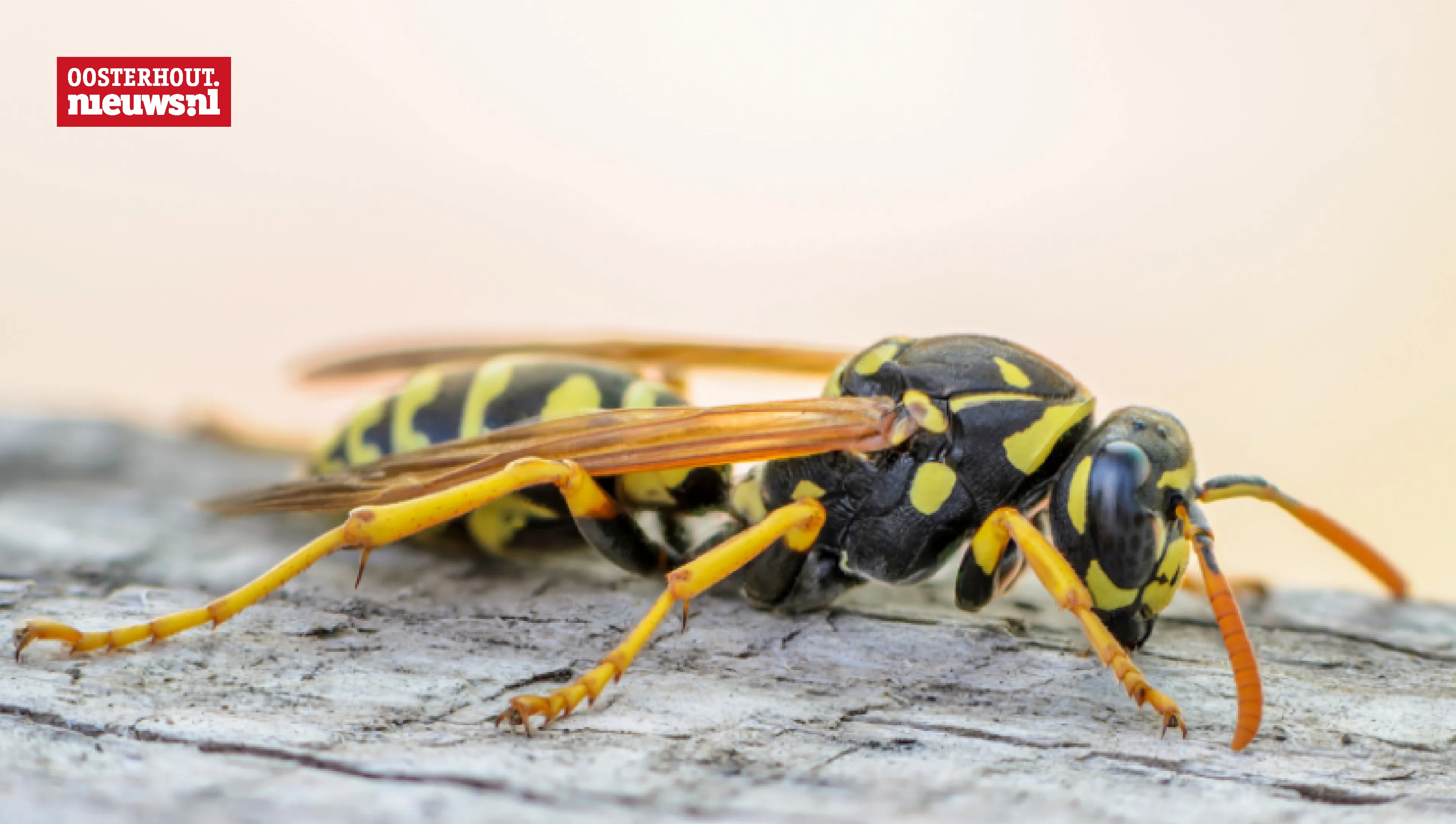 franse veldwesp wesp