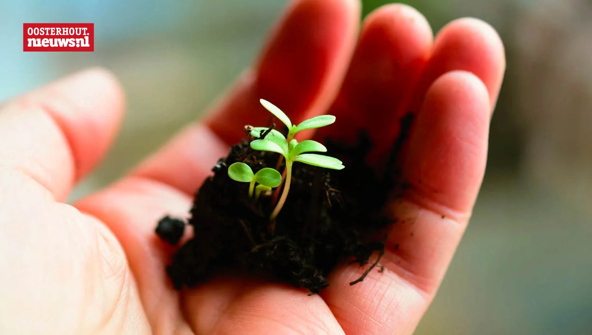 groen plantje hand