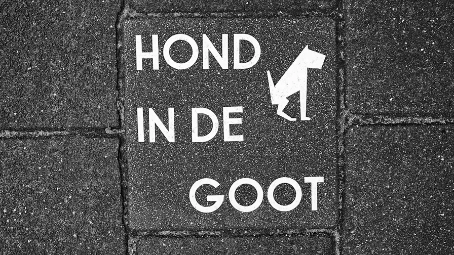 hond in goot