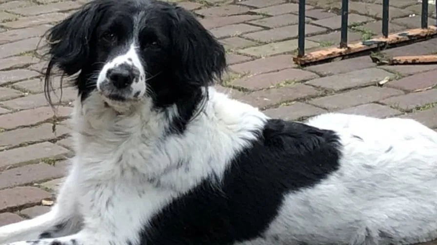 hond vermist