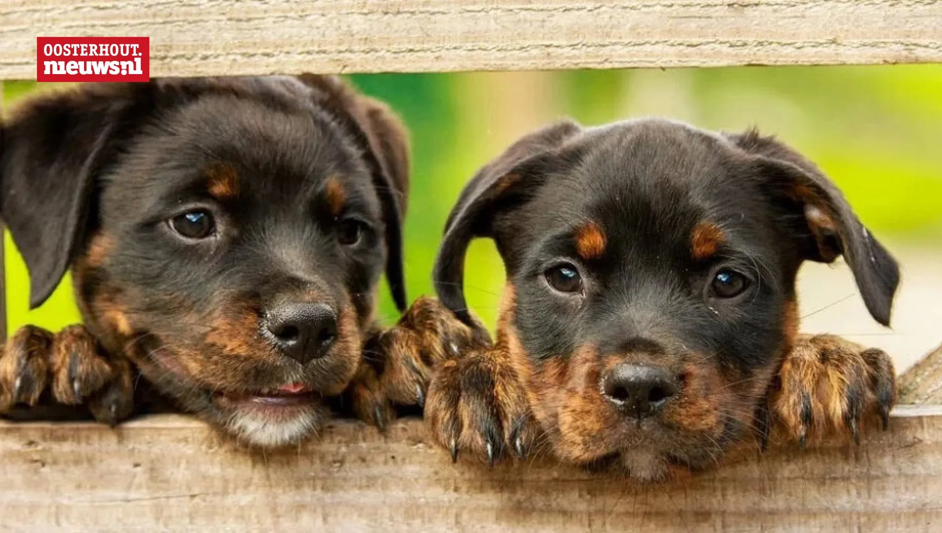 honden