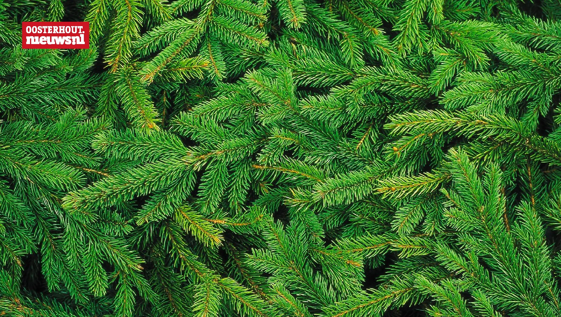 kerstboom spar dennenboom