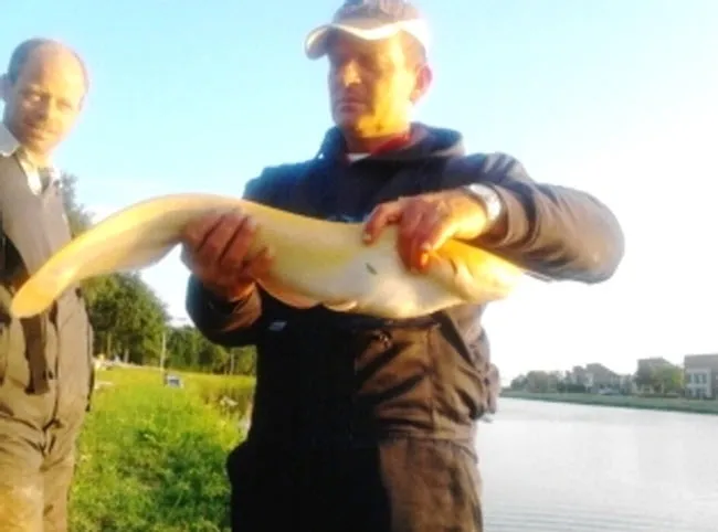 lu8eokmlldzbio931rgjs0psi peemen