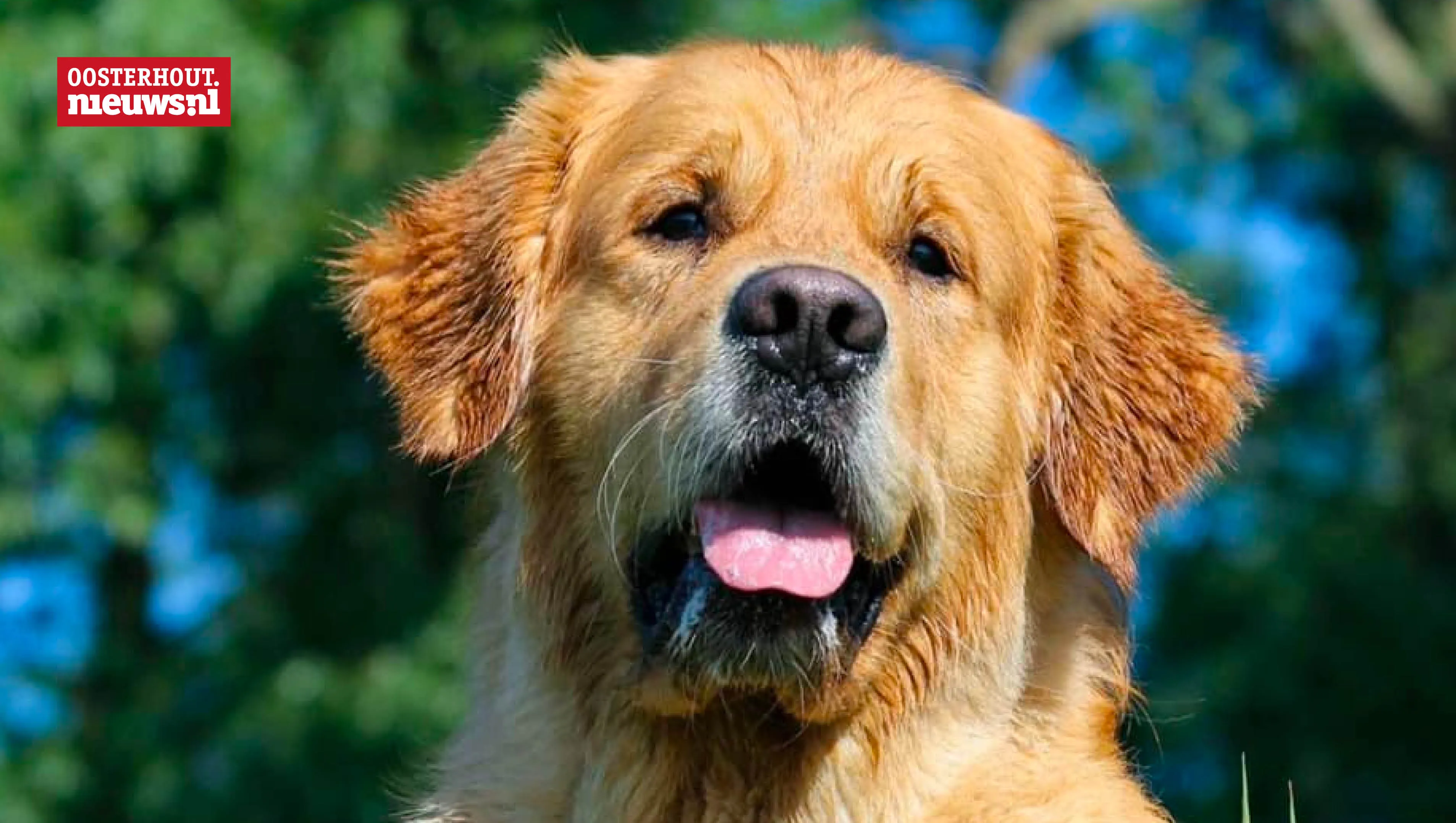 mooiste hond van oosterhout 2020