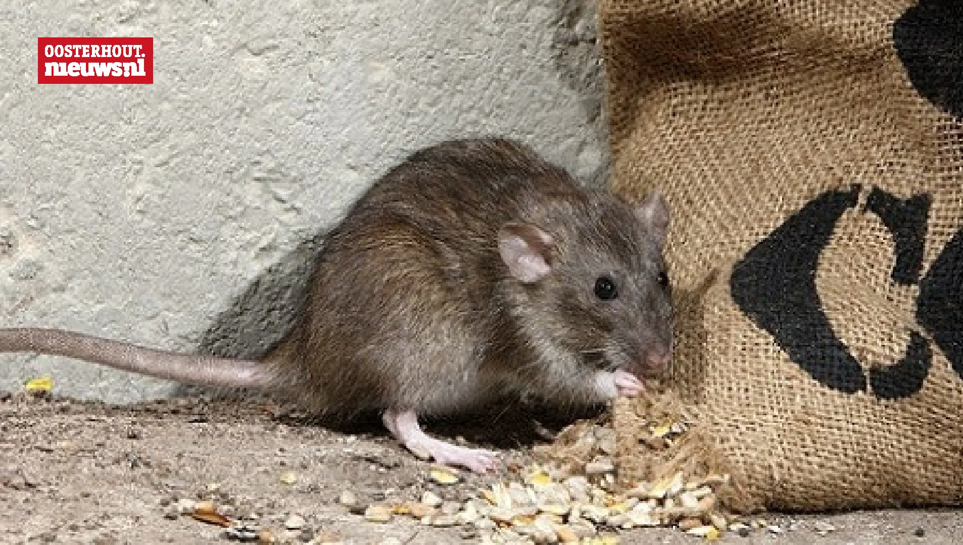 muis