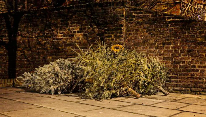 oude kerstboom chris marchant flickr 715x408