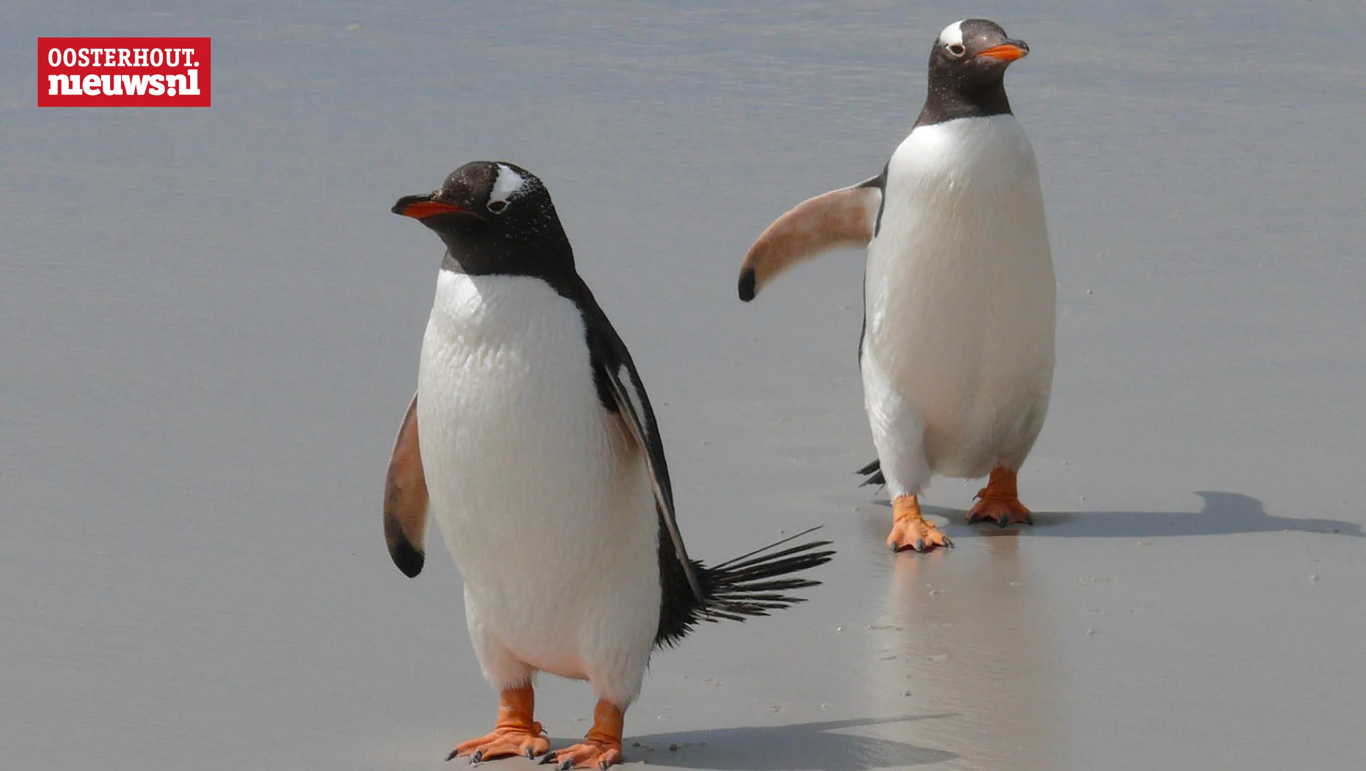 pinguins
