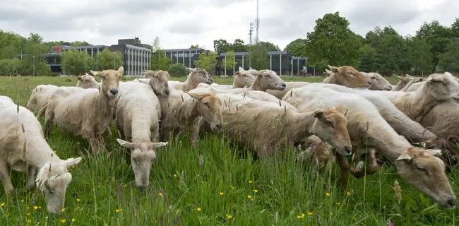 pinvq49q1mzh539aoz7jow1o6 schapen oosterhout