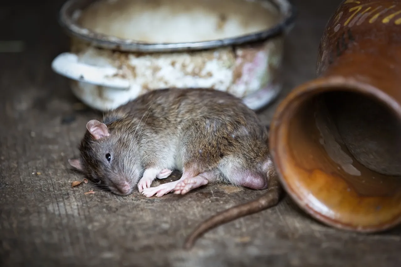 rat 2519097 1280
