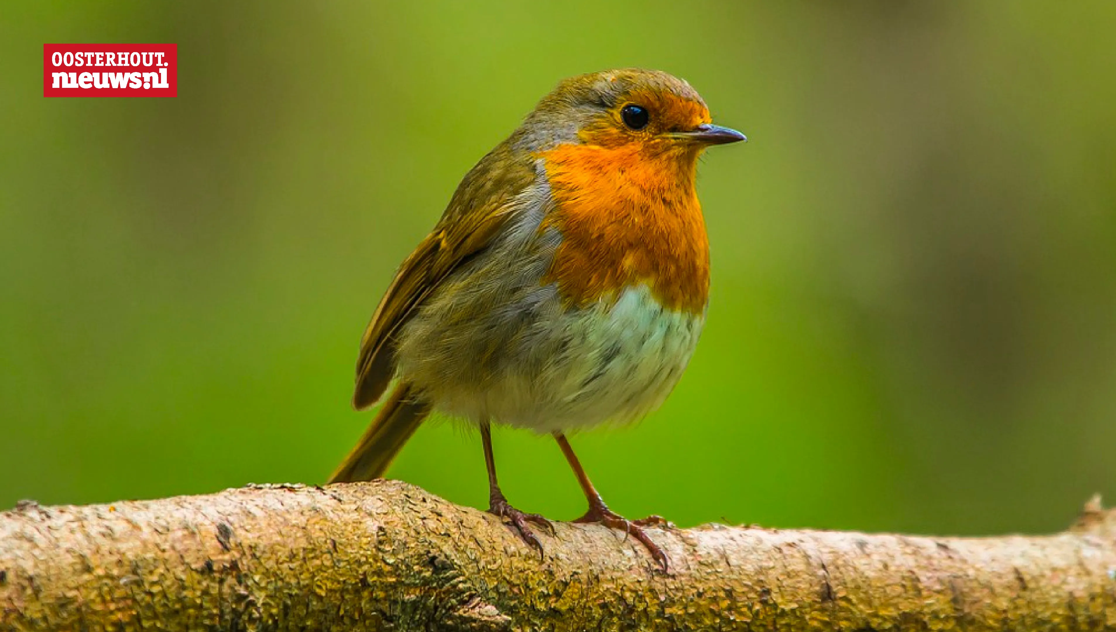 roodborstje vogel