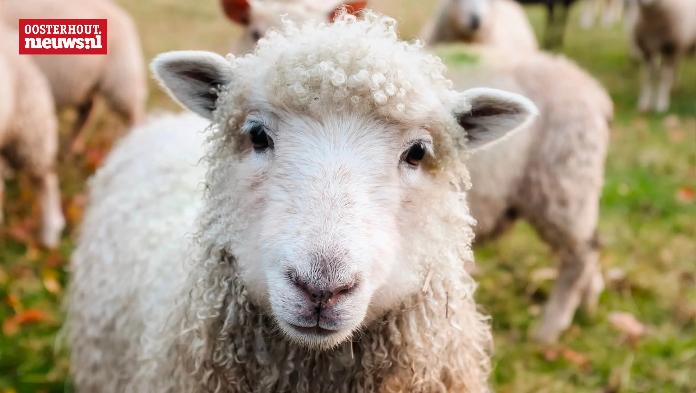 schaap