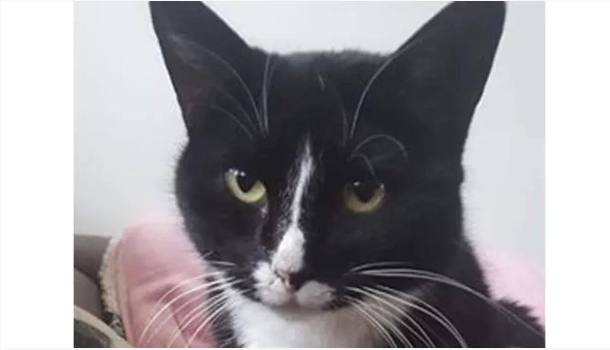 schermafbeelding 2018 04 05 om 065112