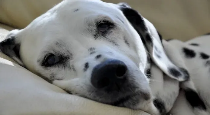 schermafbeelding 2018 06 19 om 041224