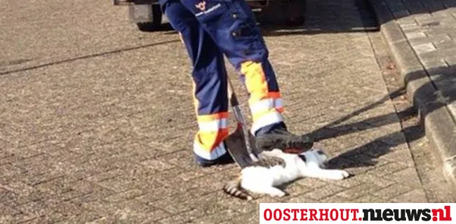 tqtl7ilnljplmssor3ofx15yj opvegen kat door gemeentewerker