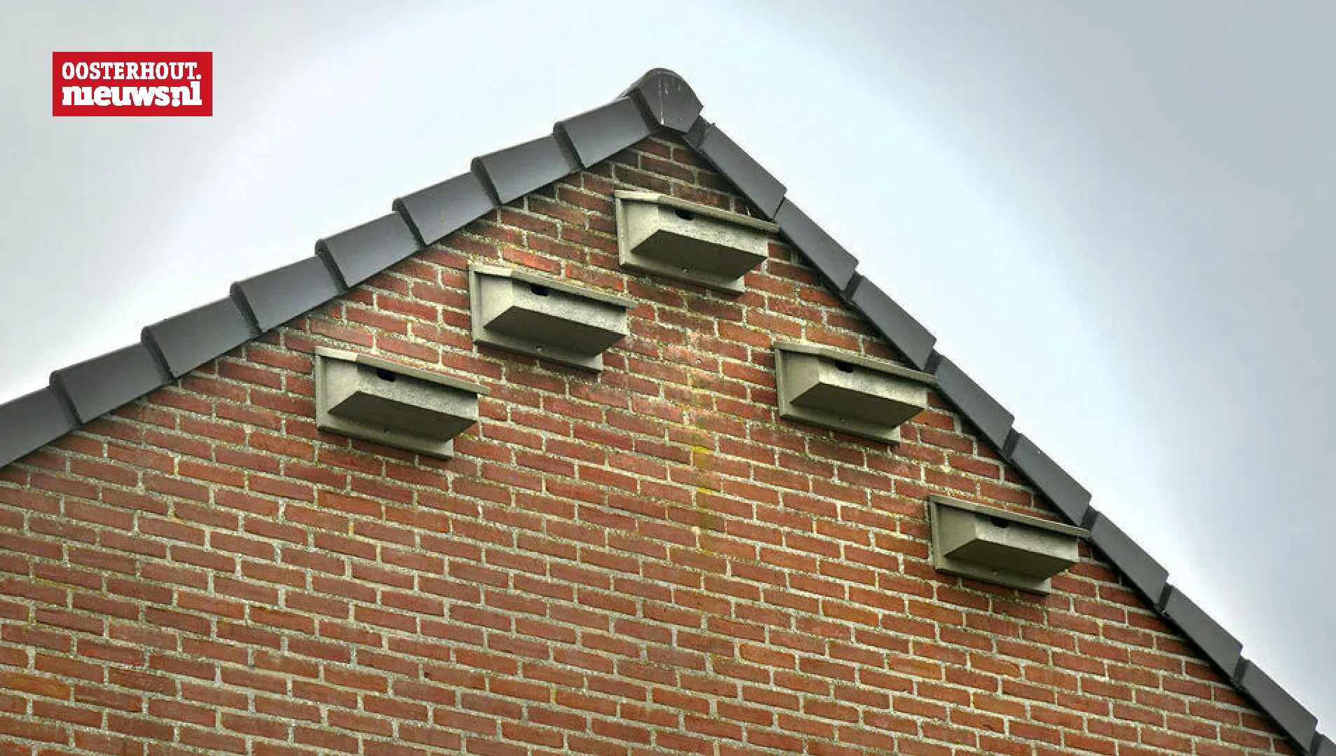 vleermuizen thuisvester