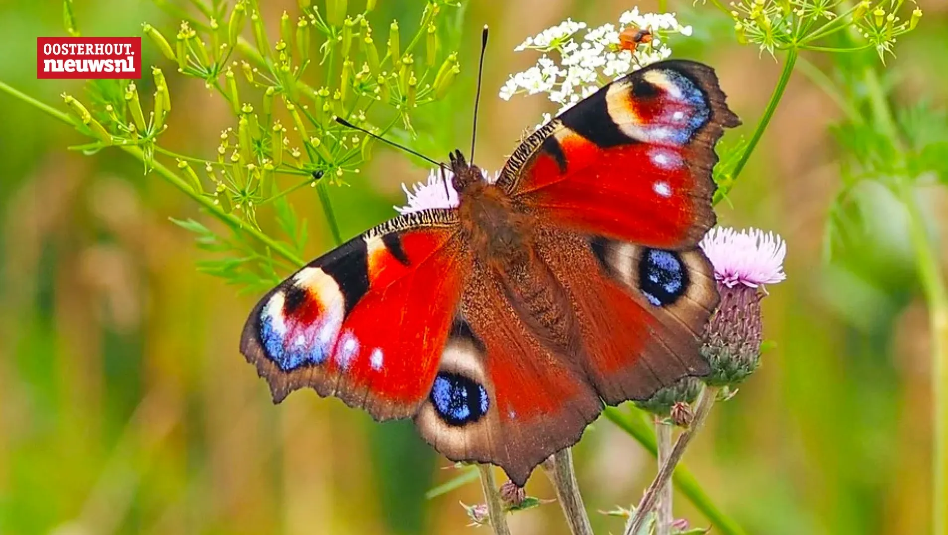 vlinder
