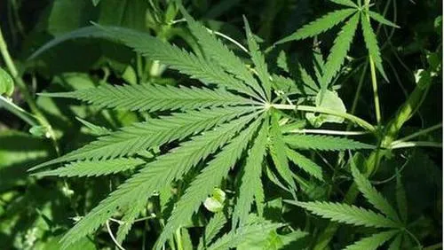 wegp69gdkgp02vh2iiwyw9e2y hennep 2