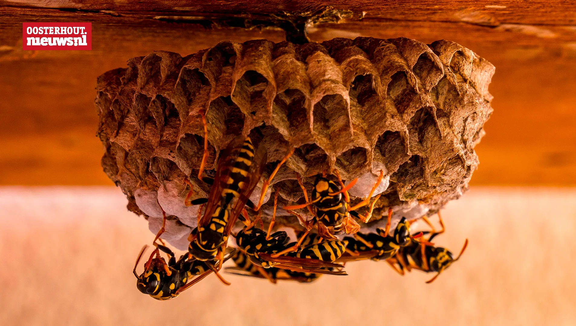 wespen beestjes kwijt