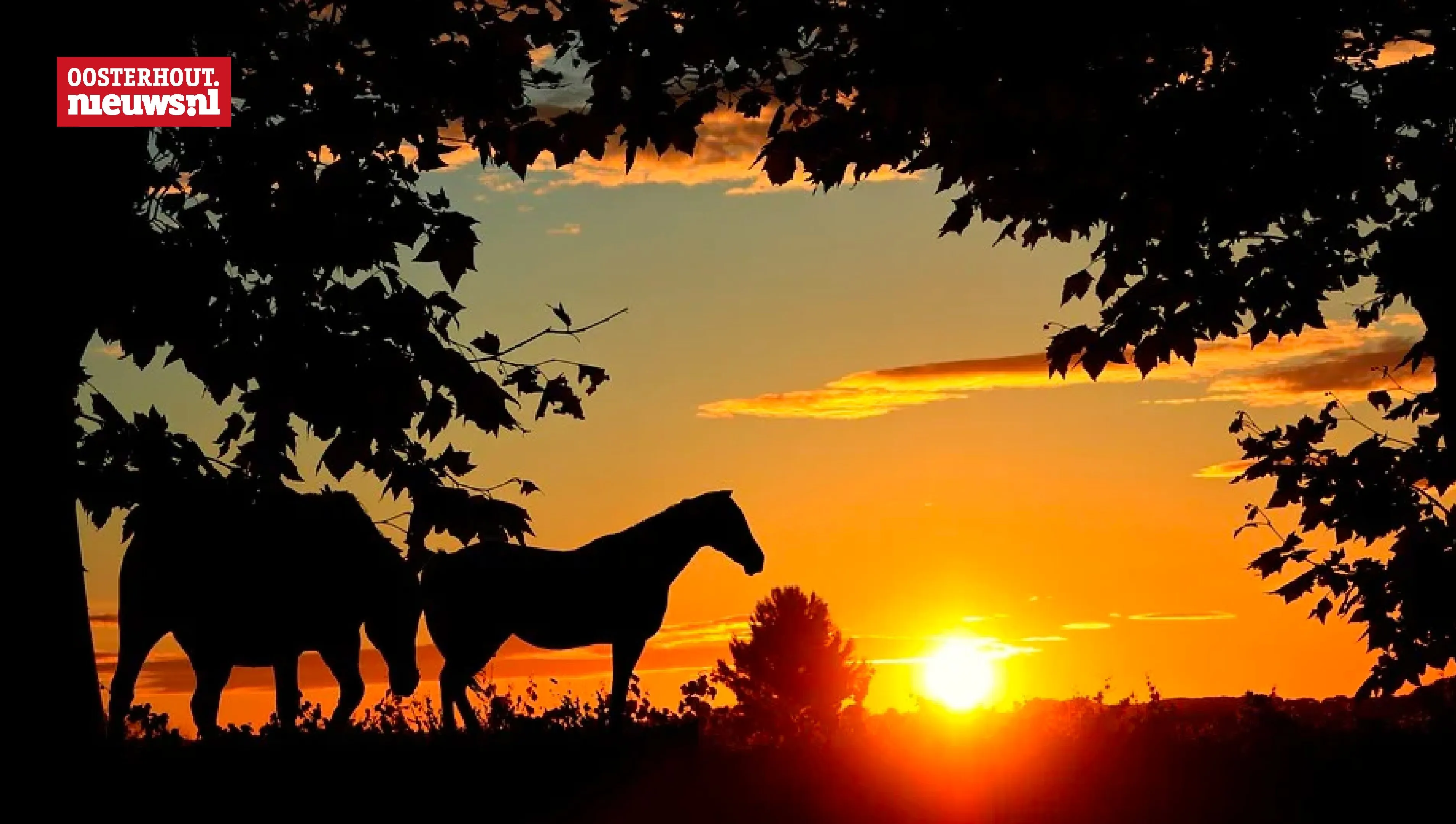 zon paarden