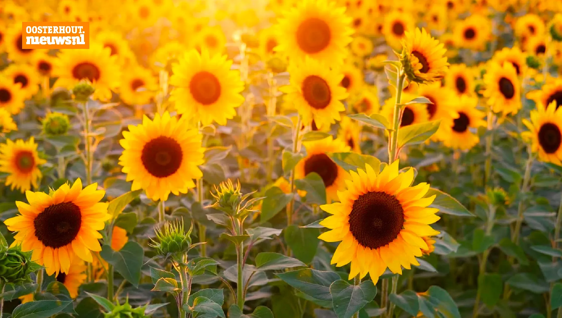 zonnebloemen