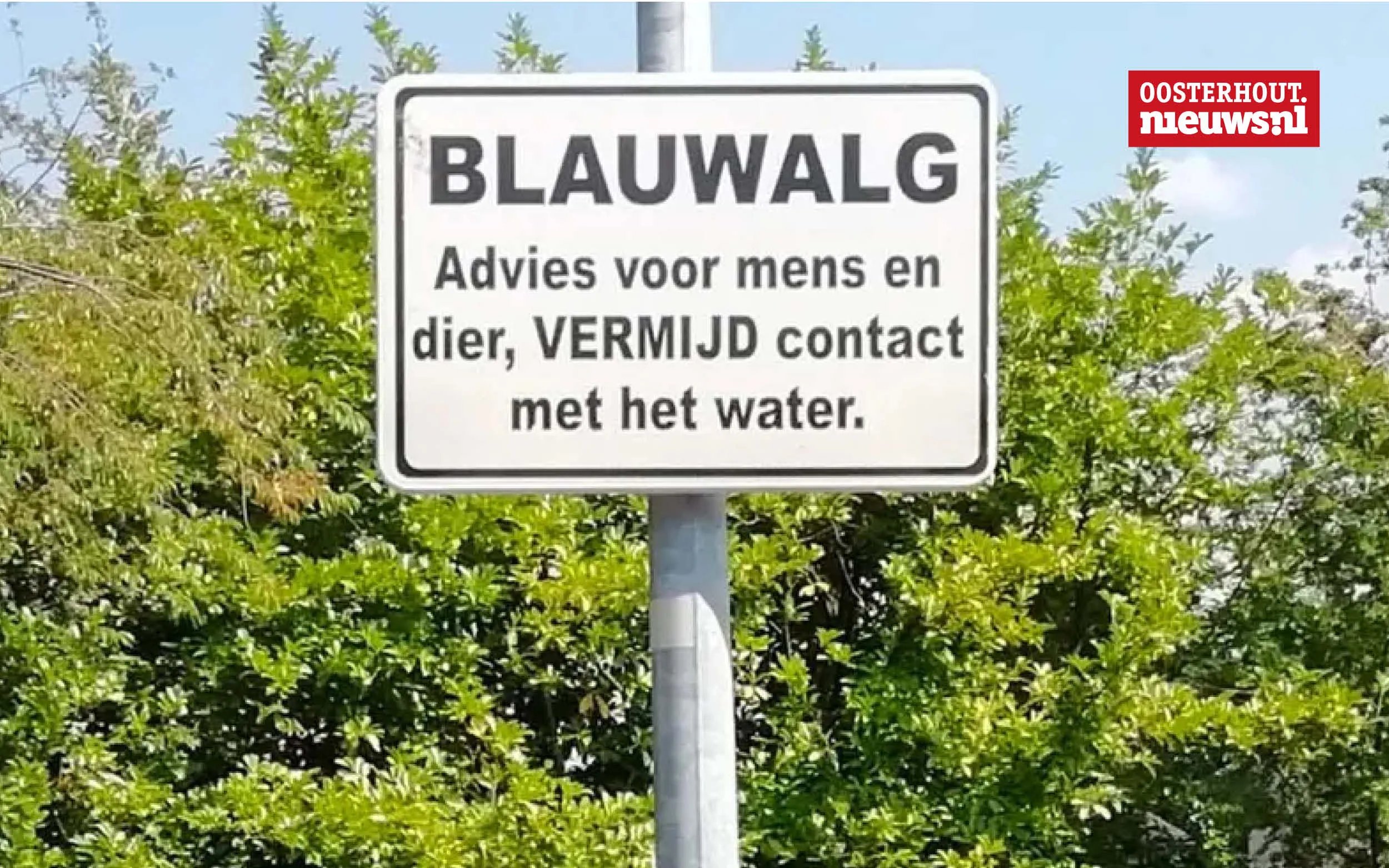 blauwalg