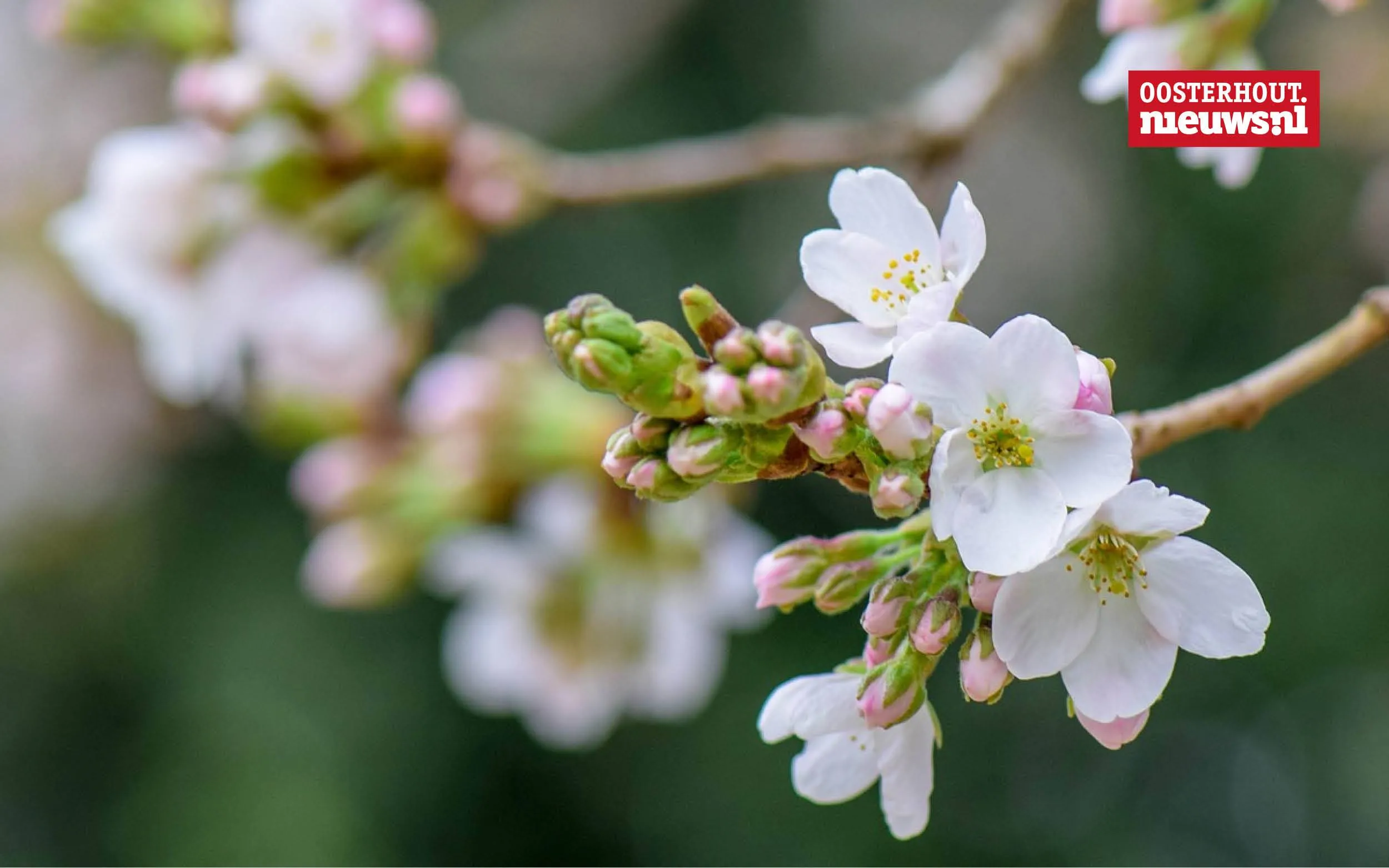 lente bloesem kers