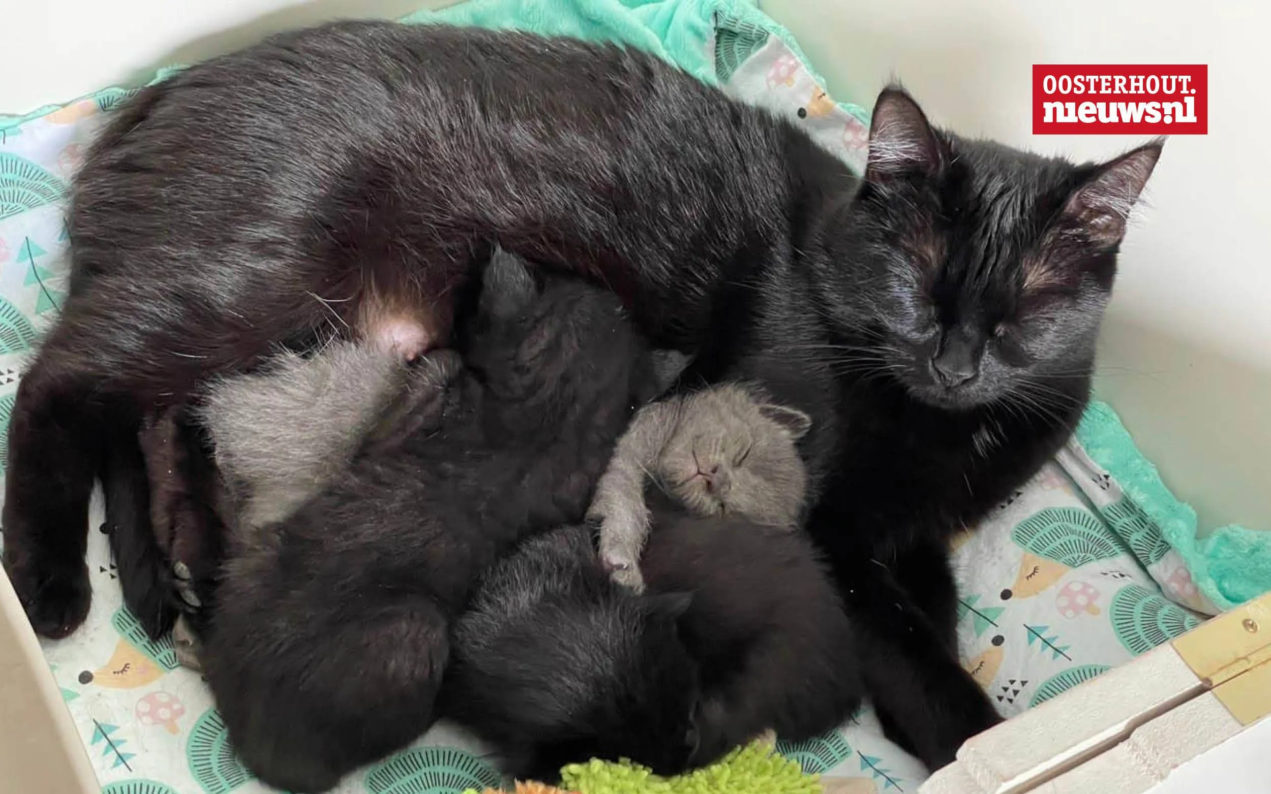 poes met kittens