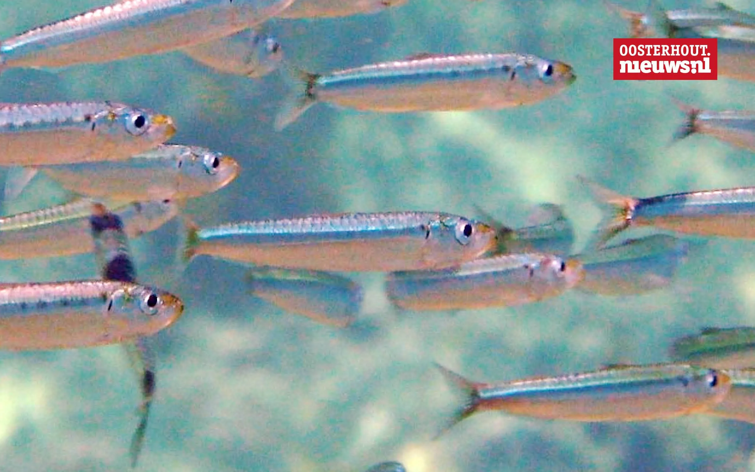 sardines