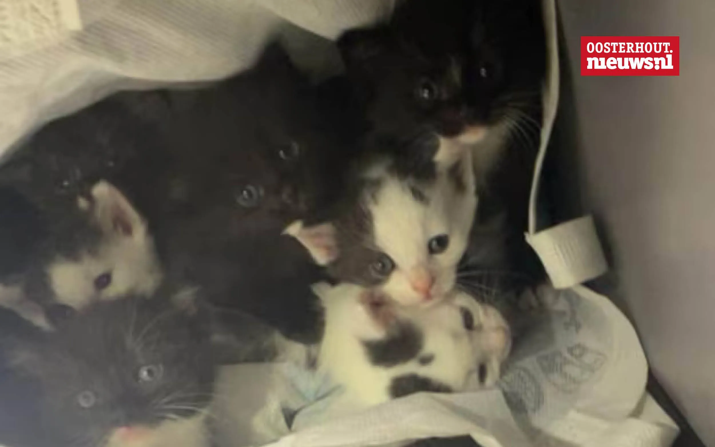 _Kittens