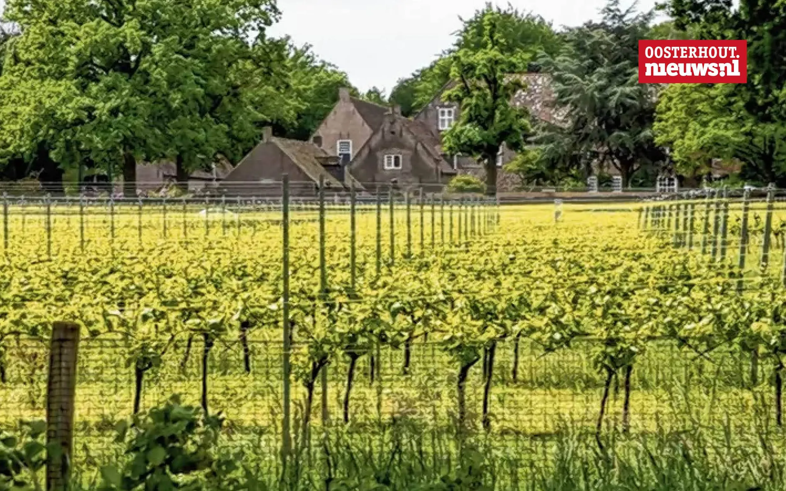 _Wijn Catharinadal