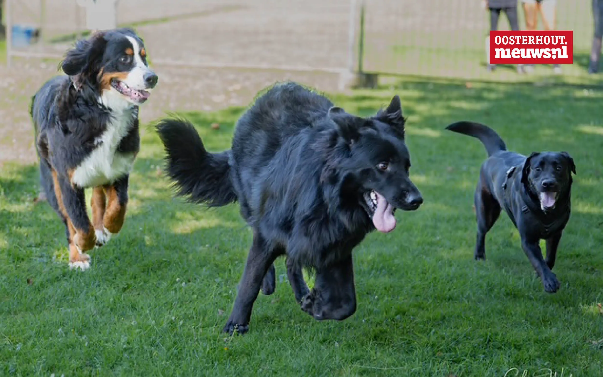 _Dogtraining Patricia