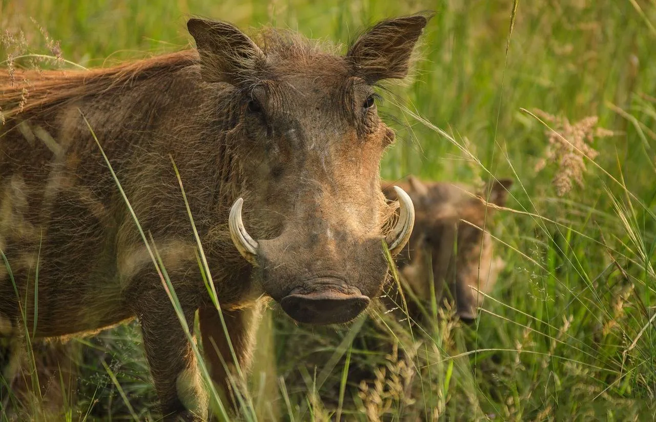 warthog-2801382_1280