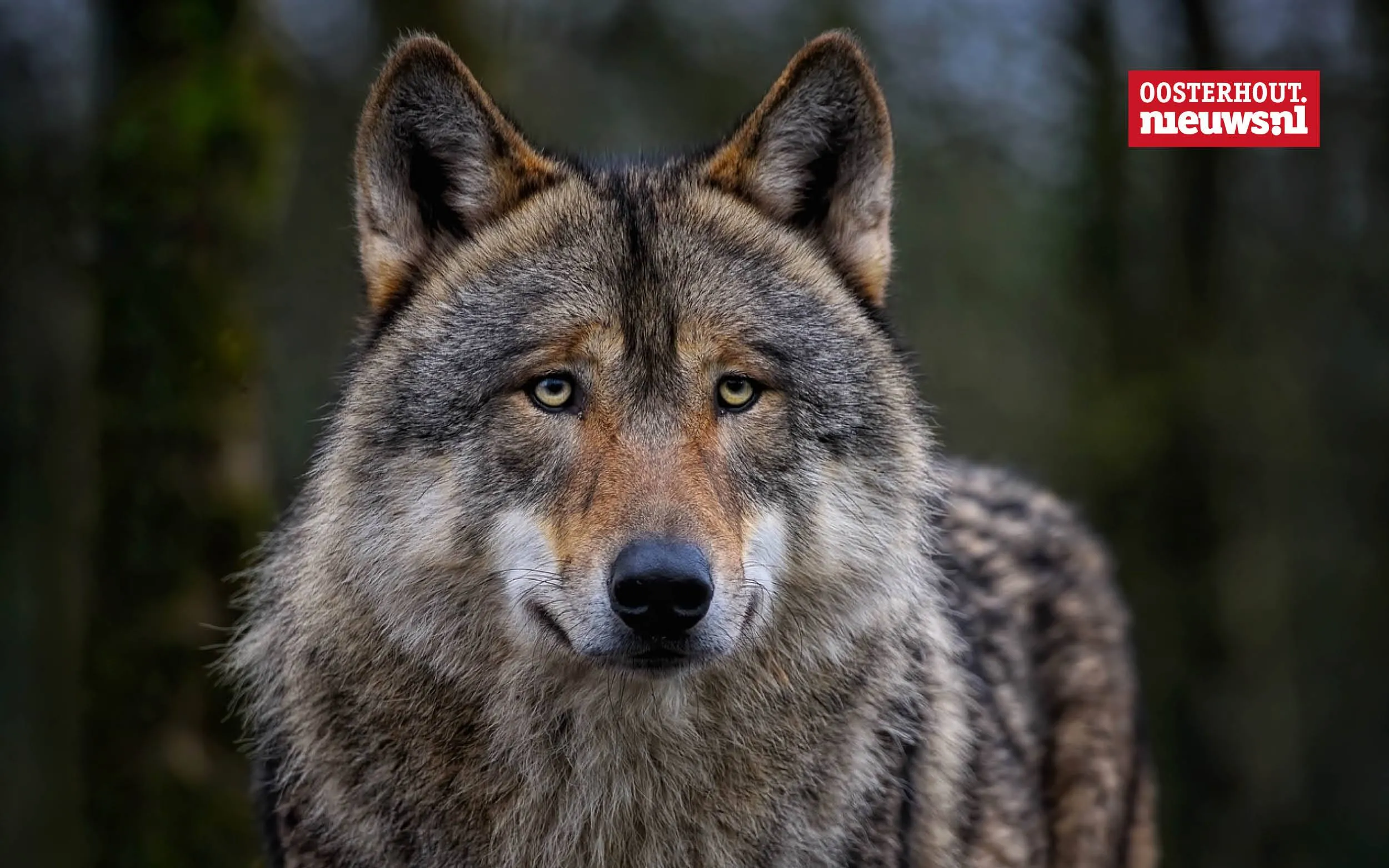 _Wolf