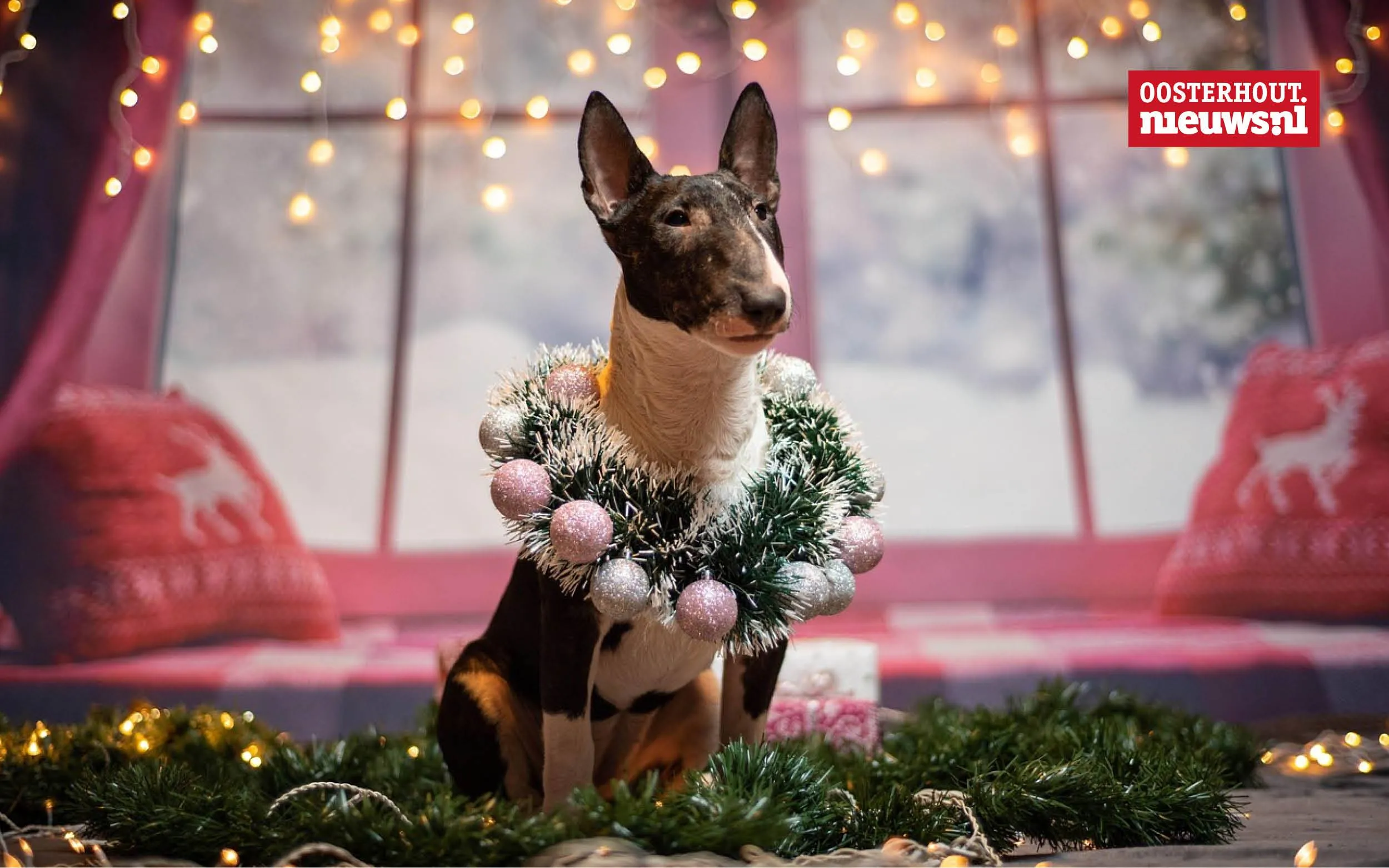 _Mini Bull Terrier kerst