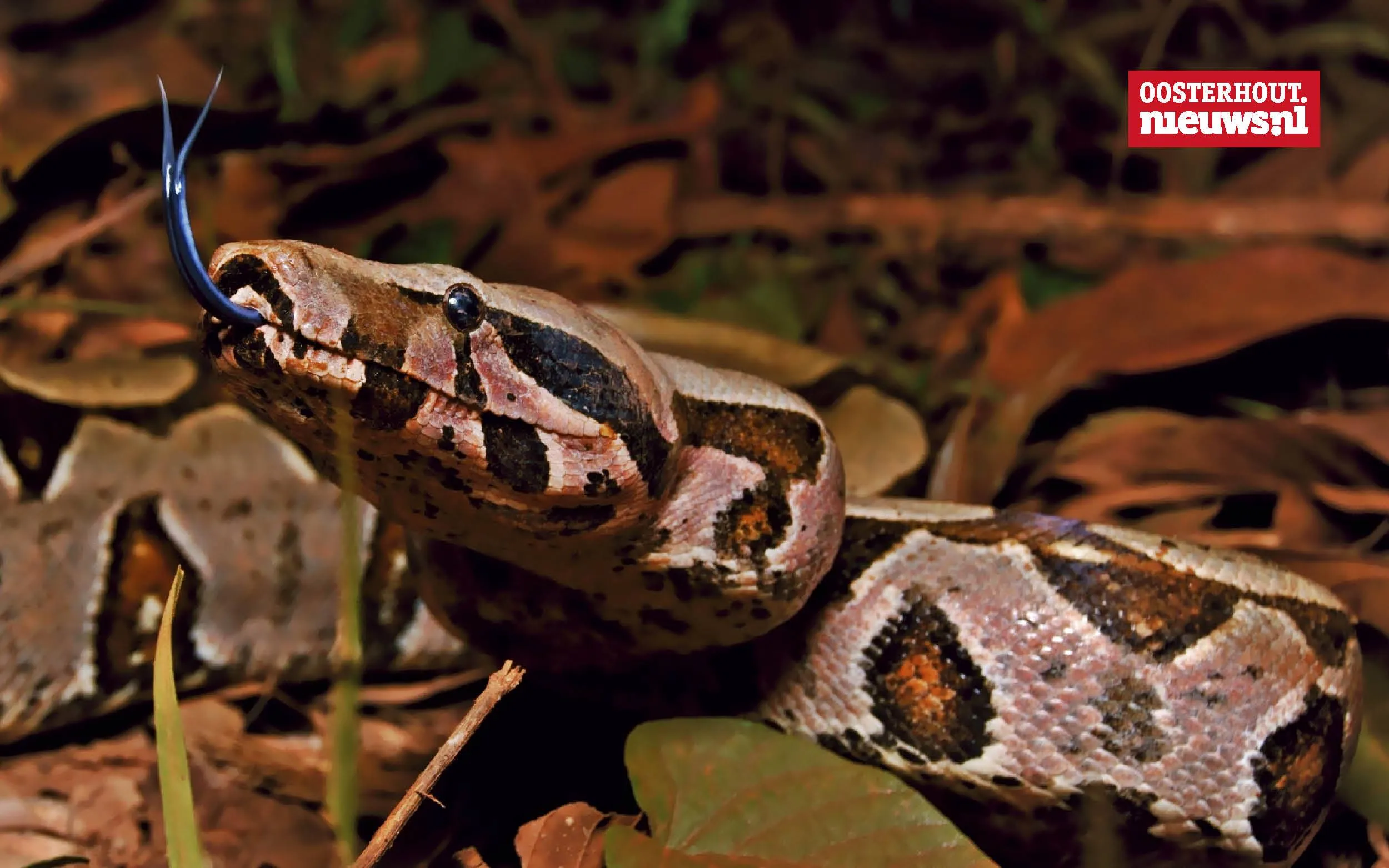 _Boa constrictor