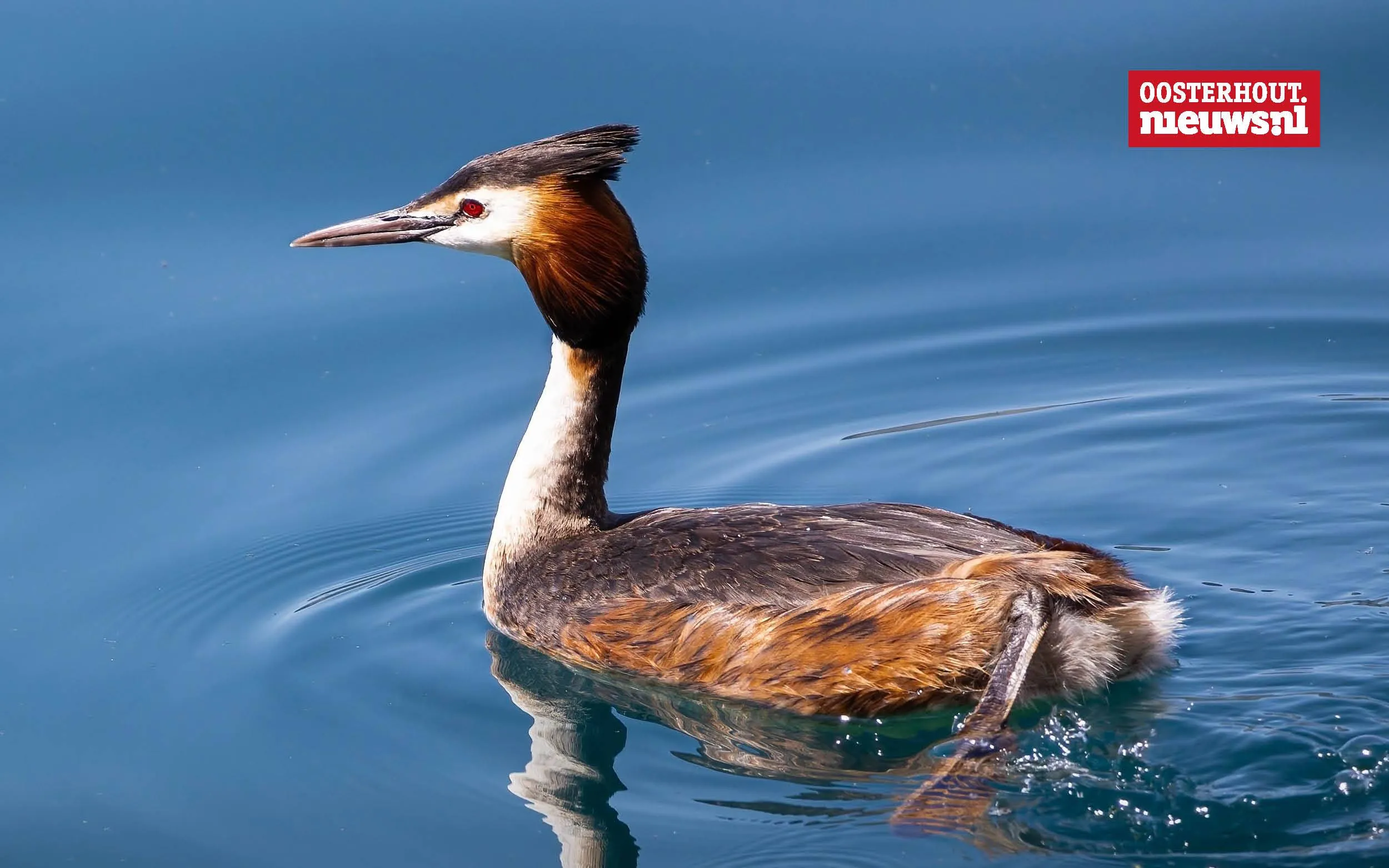 _Fuut watervogel