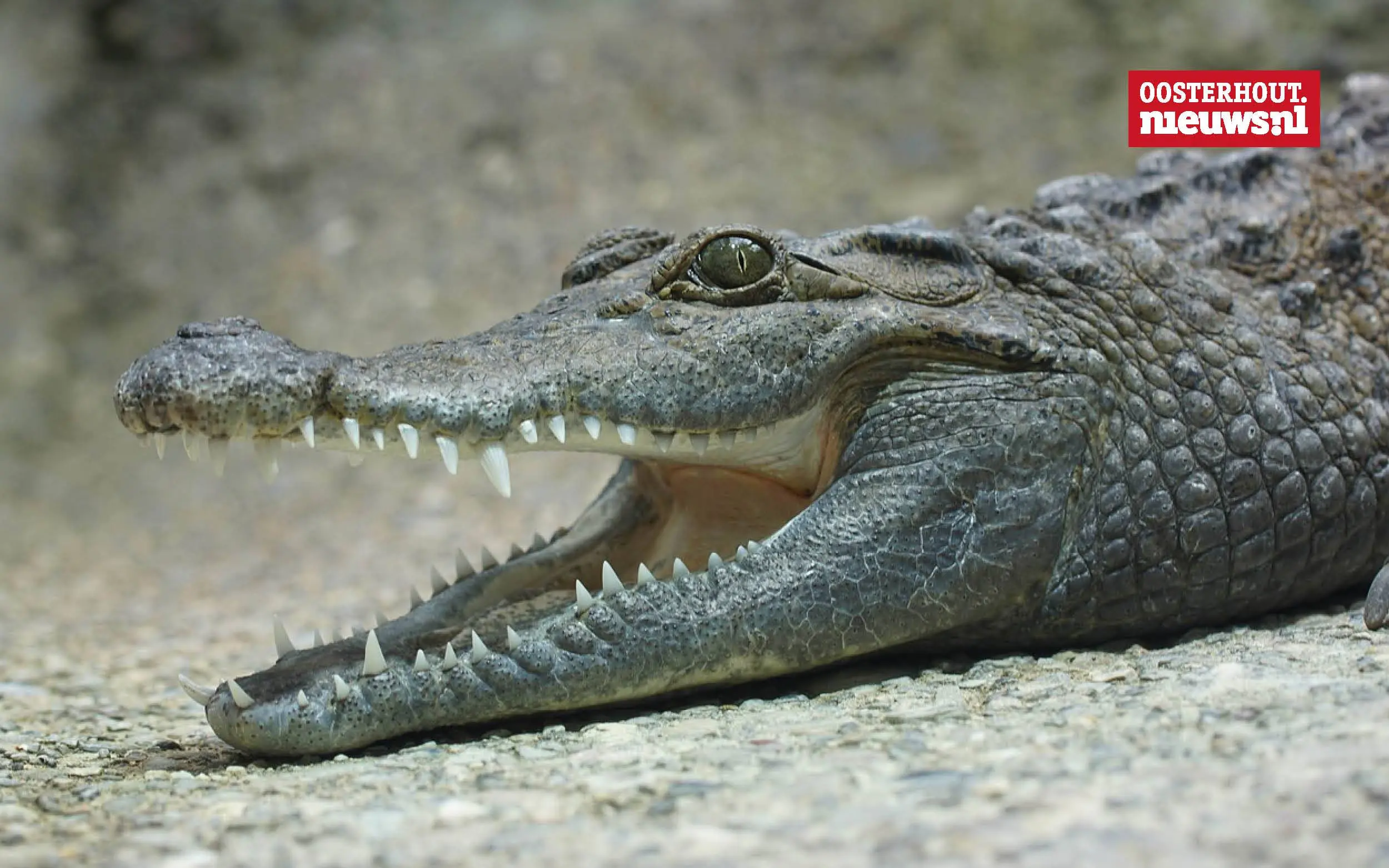 _Krokodil