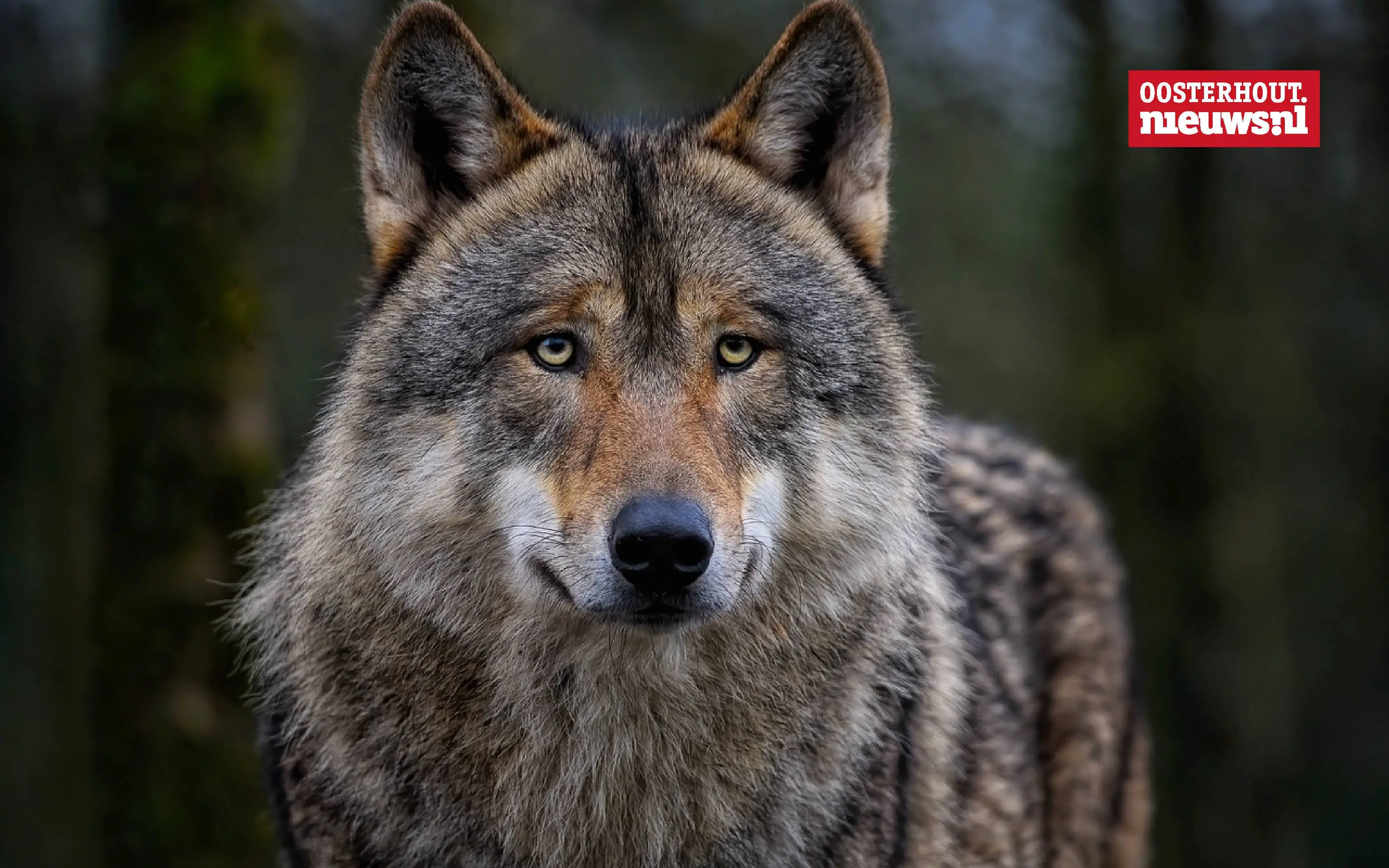 _wolf