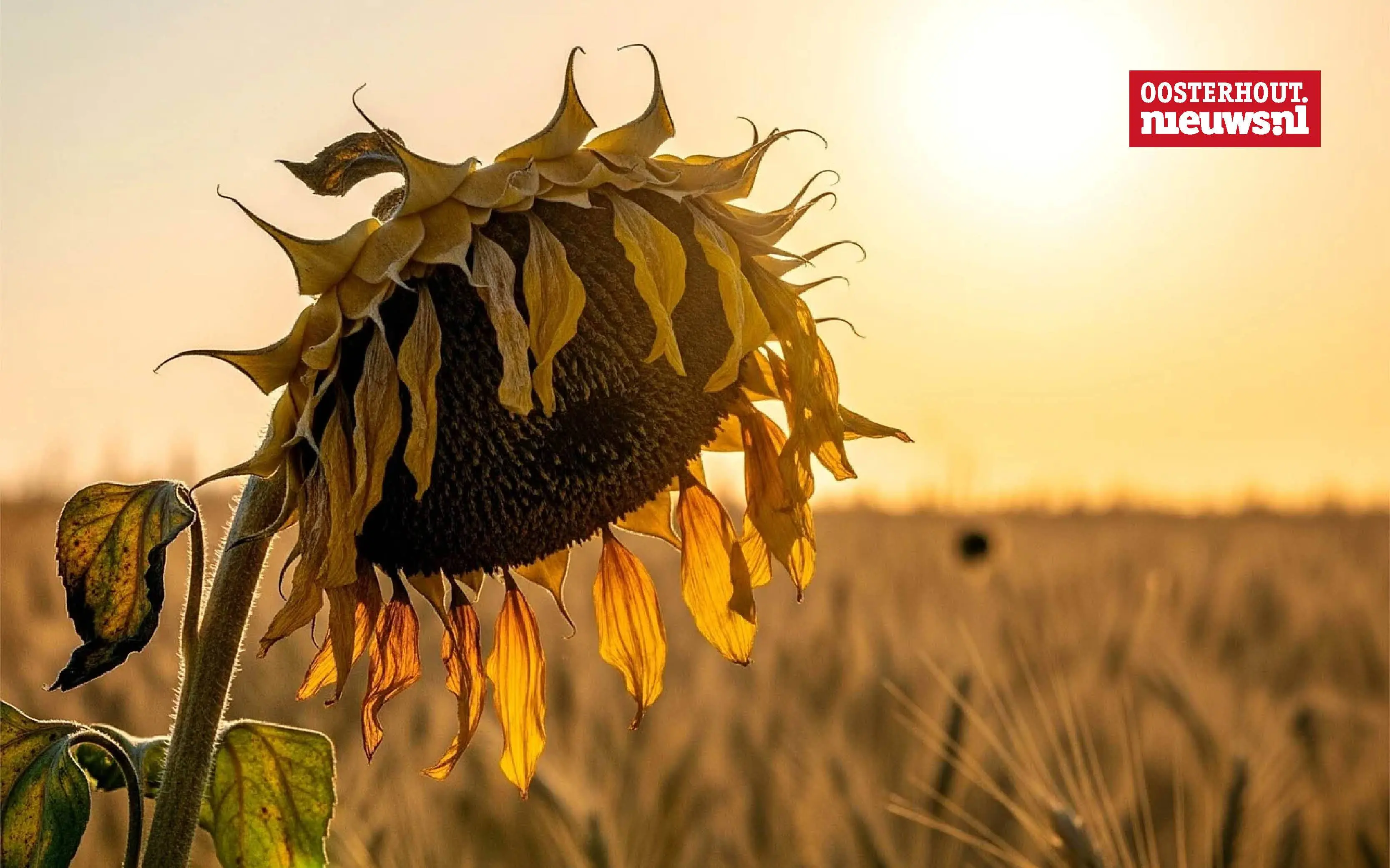 _Zonnebloem hitte