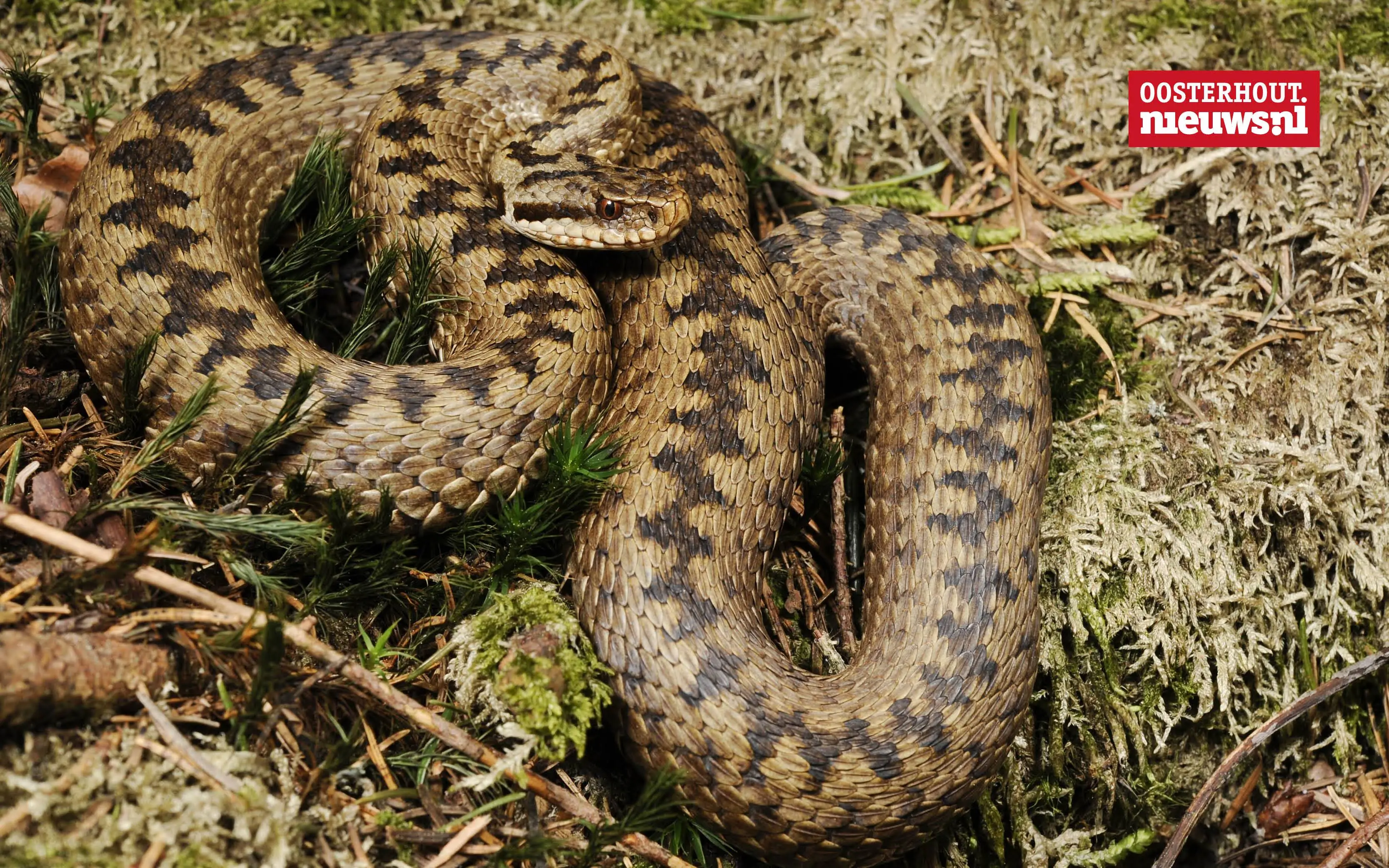 _Adder