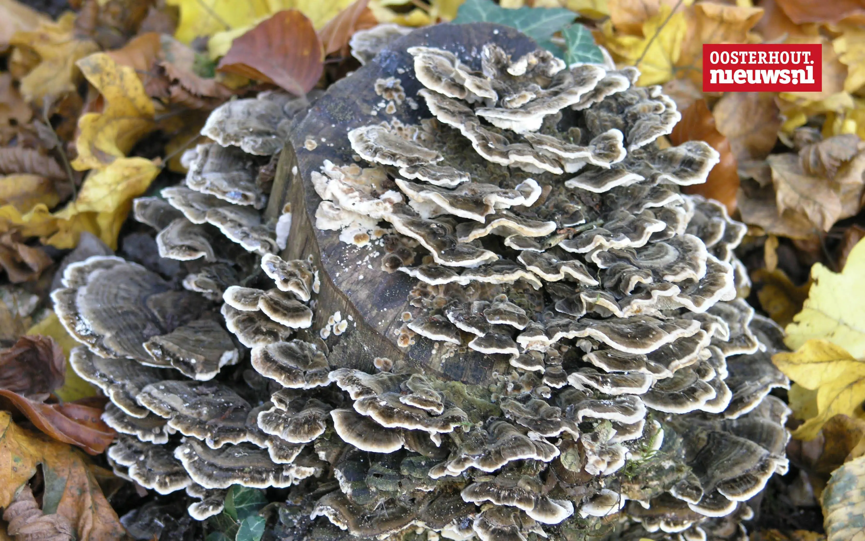 _Elfenbankjes paddenstoel