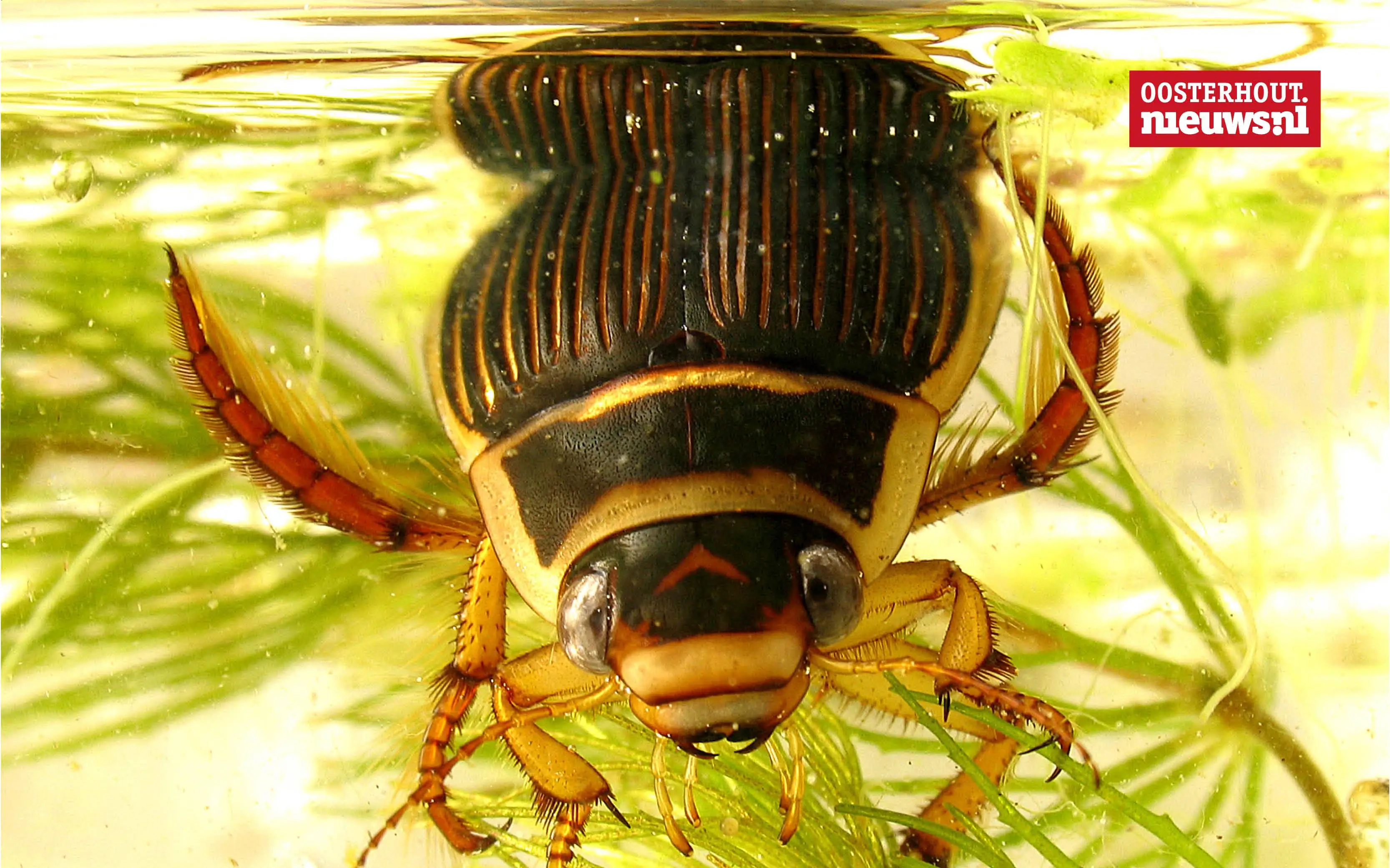 _Geelgerande watertor_