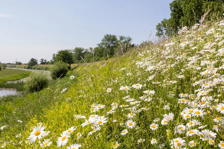 180420 bloemrijke dijk