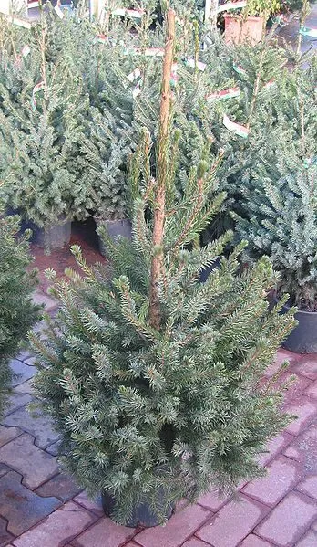 348px picea omorika kerstboom e1577975807367