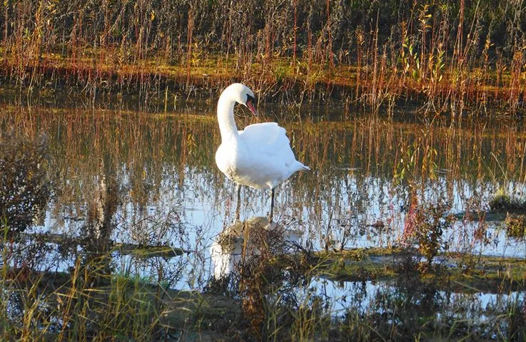 78133907 973160109725882 3504835691701862400 n