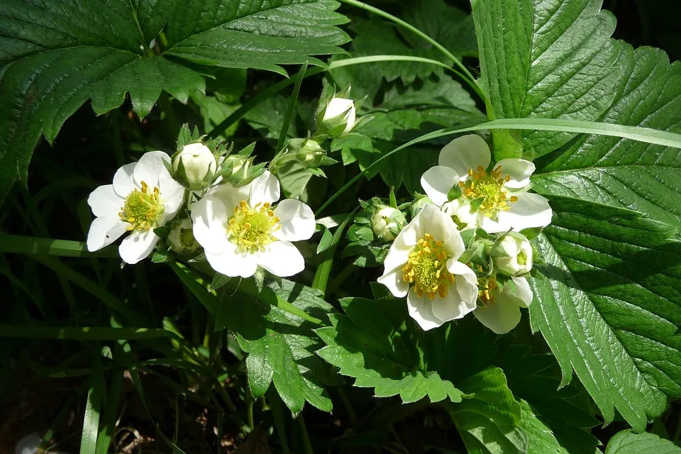 aardbeienplantje fotodirwas pixabay