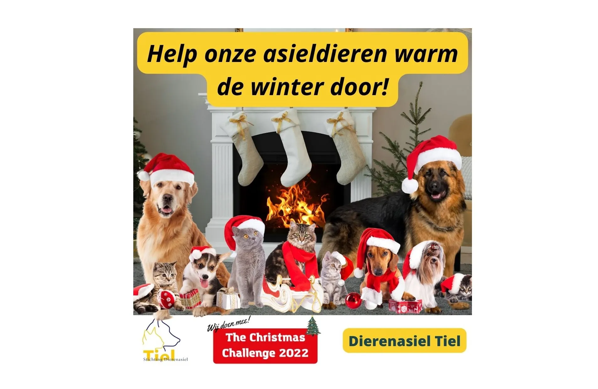 asieldieren