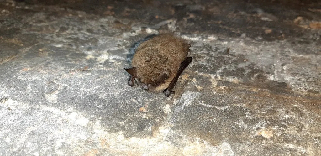 baardvleermuis in ijskelder doorwerth 3 1024x498