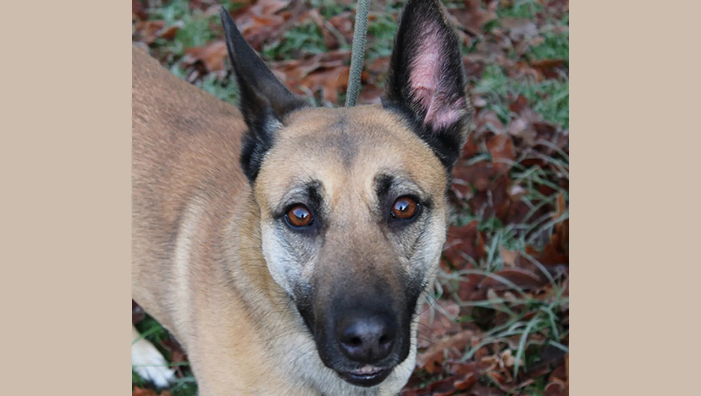 bep dierentehuis arnhem en omstreken